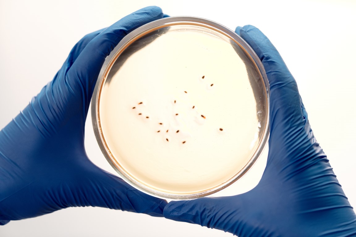 Foto zweier blau-behandschuhter Hände, die eine Petrischale mit gelblichem Nährmedium auf dem Kolonien wachsen halten.